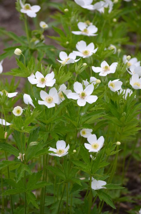 Anemone Canadensis Seeds 100 Pack – Native Perennial Wildflower, White Blooms, Groundcover Plant, Canada Anemone, Ecological Garden Plant