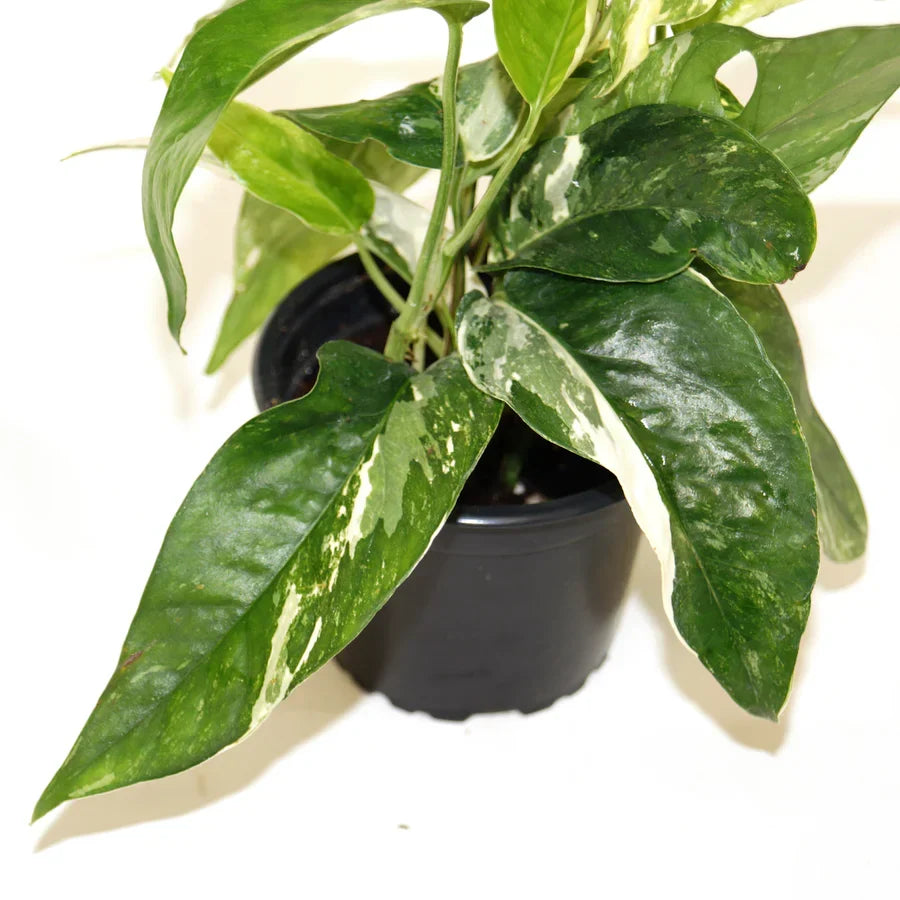 Rare Epipremnum Pinnatum Albo Rooted Cutting – Variegated Houseplant, Live Aroid Climber, Unique White and Cream Marbling