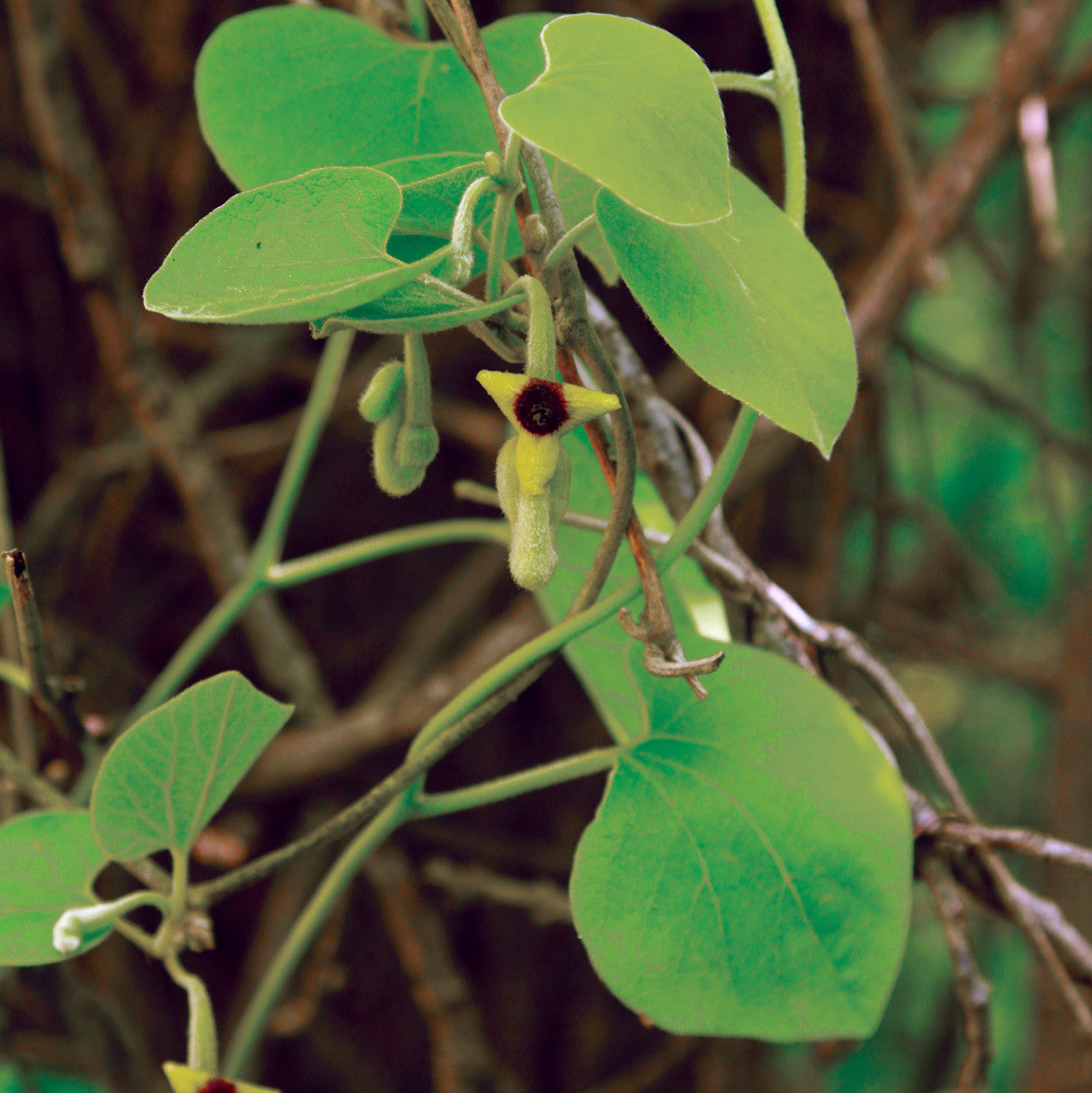 Aristolochia tomentosa Seeds – Dutchman’s Pipevine Native Climbing Vine for Butterfly Garden, Host Plant for Pipevine Swallowtail, 10 Seeds
