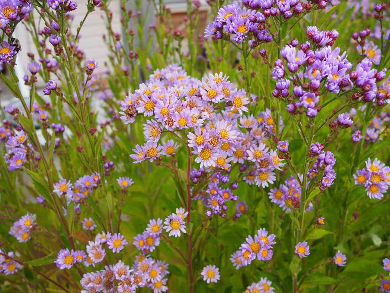 6 Tatarian Aster Plants – Hardy Perennial Lavender Blooms – Live Starters for Fall or Spring Planting – Symphyotrichum oblongifolium