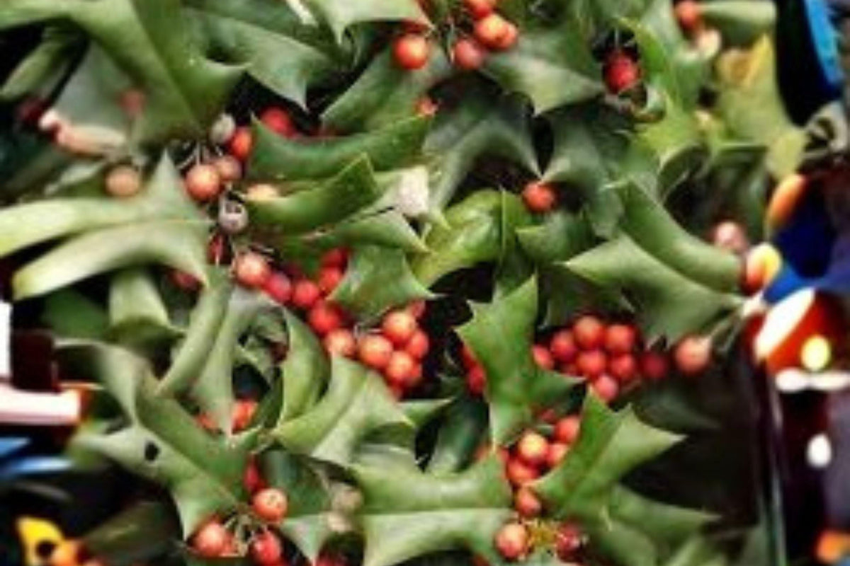 Chinese Holly Seeds: Red Berry Evergreen Shrub, Ornamental Hedge (500 mg)