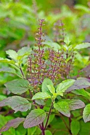 Organic Tulsi Holy Basil Live Starter Plant – Ocimum tenuiflorum, Aromatic Herb for Tea, Wellness & Gardening
