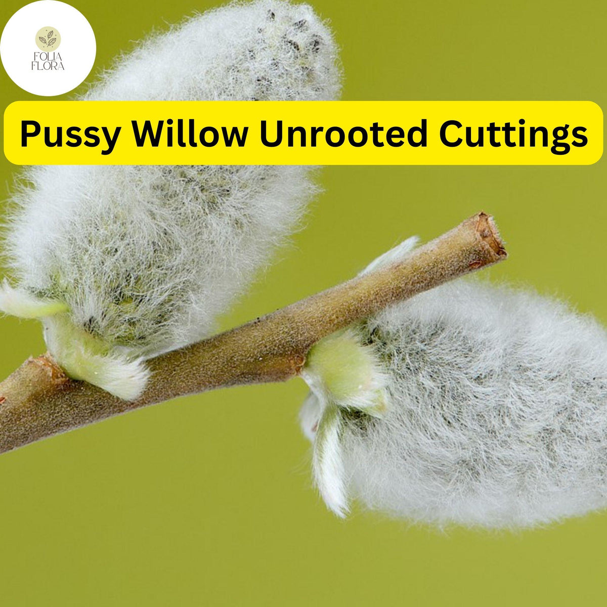 Christmas Cactus Starter Plant - Miss Shimano - Schlumbergera Truncata - Well-Rooted Indoor Cactus for Holiday Decor