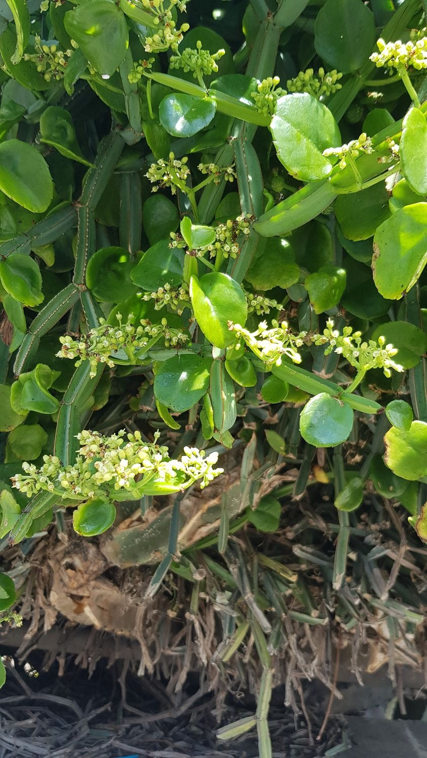 Unrooted Cissus quadrangularis Cuttings – Rare Exotic Succulent Vine with Square Stems – Medicinal Veldt Grape Starter Plant (2)