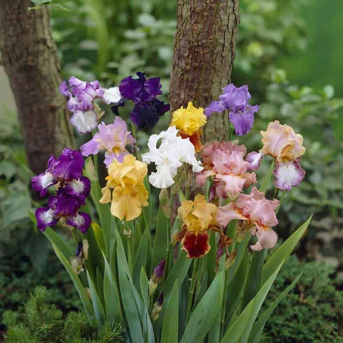 5 Mixed Tall Bearded Iris Rhizomes – Live Perennial Bulbs, Assorted Colors, Ready to Plant, Garden Flower Bed, Iris Bulbs