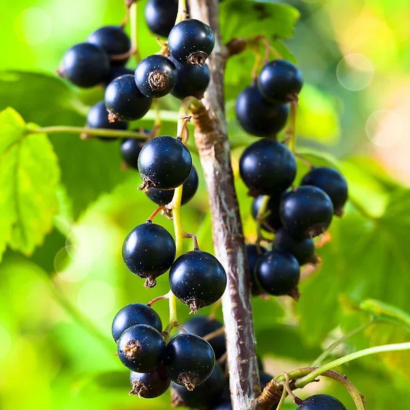 Black Currant Cuttings 8–10 Inches (8 Pack) Ribes nigrum Hardy Berry Plant for Propagation, Cassis Fruit Bush