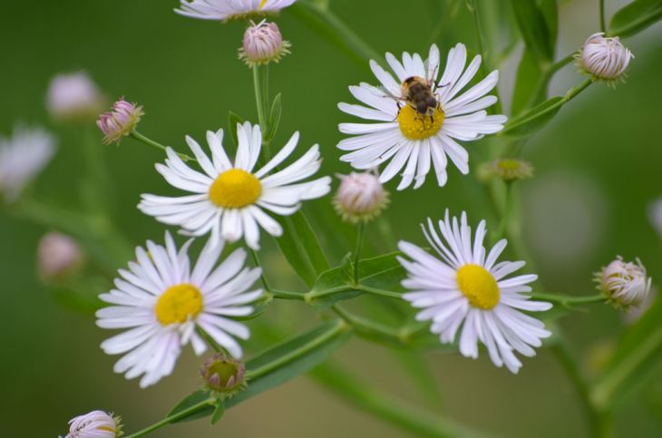 500 Boltonia asteroides Seeds | False Aster Native Perennial Wildflower for Pollinator Gardens and Meadows