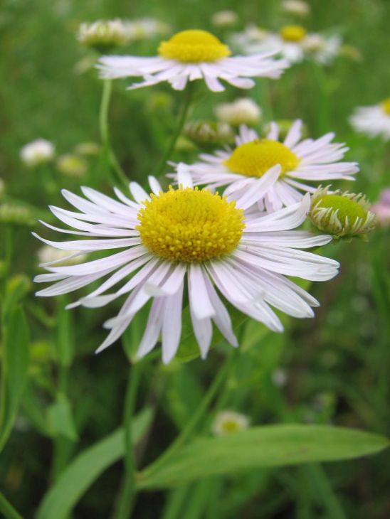 500 Boltonia decurrens Seeds | Decurrent False Aster Native Perennial Wildflower | Pollinator-Friendly Meadow Plant
