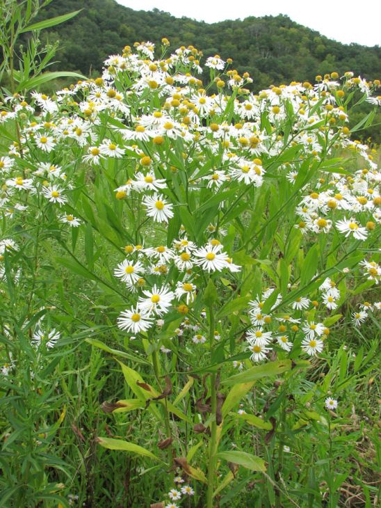 Boltonia Decurrens Seeds 500 Pack – Decurrent False Aster, Native Wildflower, White Blooms, Pollinator Plant, Perennial Seed