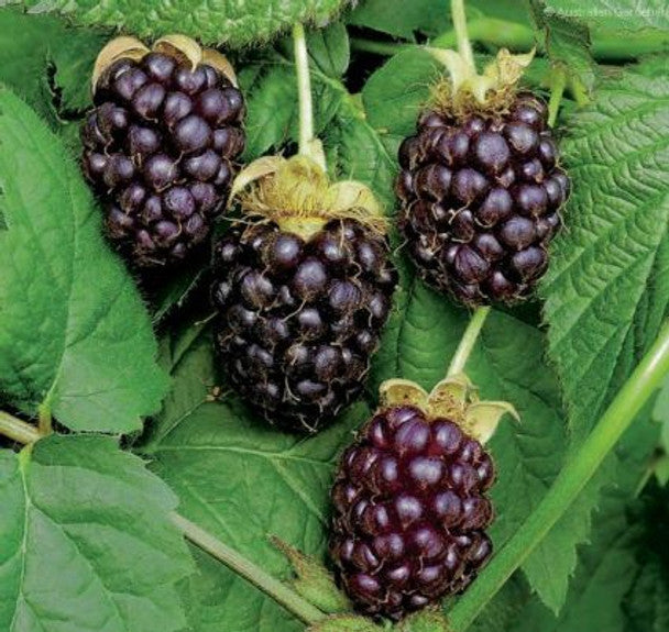 Boysenberry Plant – Live Bare Root Vine for Garden or Patio – Rubus hybrid – Sweet Juicy Berries – Easy-to-Grow Fruit Plant