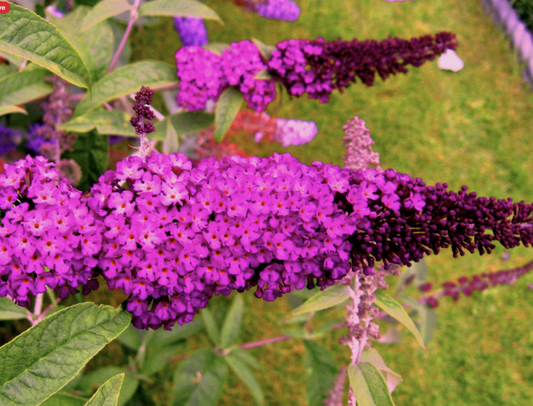 Live Royal Red Butterfly Bush – Buddleja davidii in 1 Pint Pot, Fragrant, Drought Tolerant, Pollinator Magnet, Perennial, Full Sun