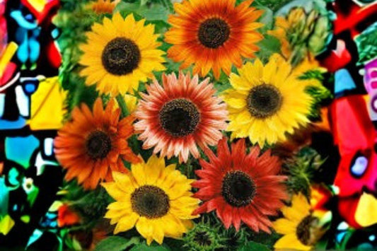 1 g Autumn Beauty Sunflower Seeds – Mixed Color Sunflowers for Pollinator & Cottage Gardens