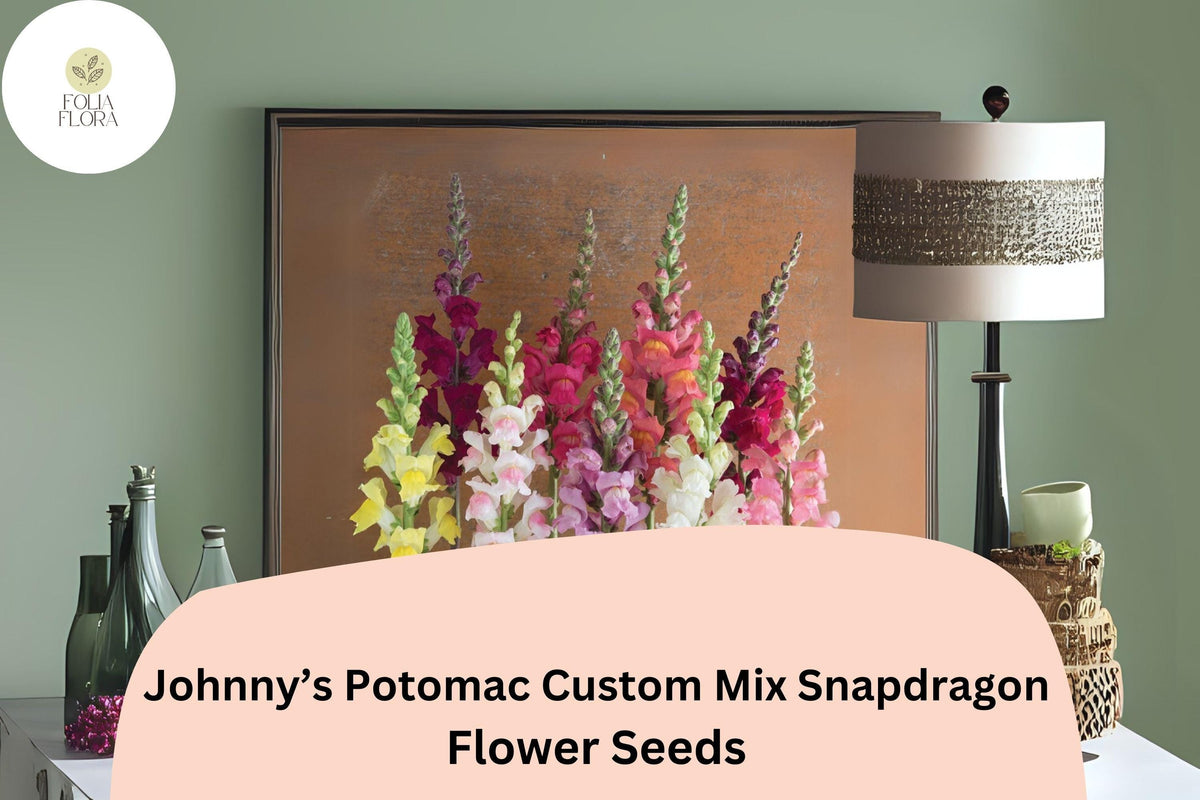 Christmas Cactus Starter Plant - Miss Shimano - Schlumbergera Truncata - Well-Rooted Indoor Cactus for Holiday Decor