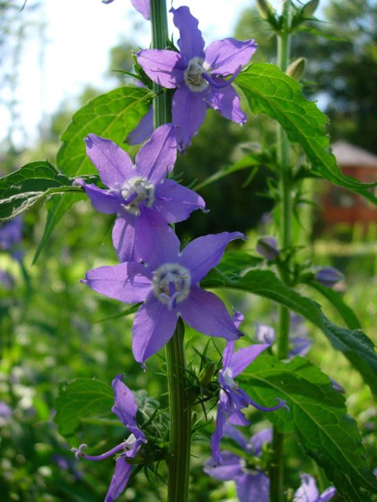 Campanula Americana Seeds 500 American Bellflower Native Wildflower Blue Violet Pollinator Plant for Garden