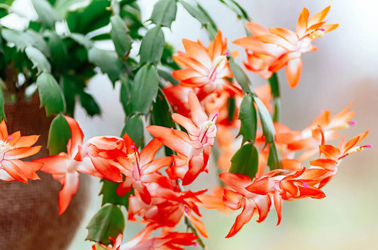Orange Christmas Cactus Live Plant – 5-6 Inch Bareroot Schlumbergera truncata with Holiday Blooms, Indoor Houseplant, Easy Care