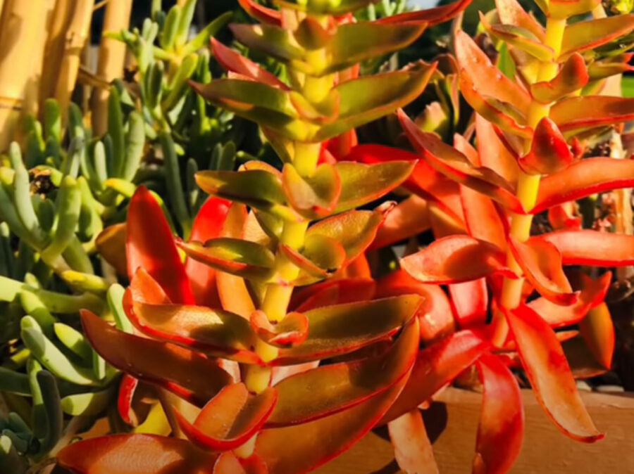 Crassula Capitella ‘Campfire’ Succulent Cuttings – 3 Unrooted Red Flame Plant Starter Crassula Succulents