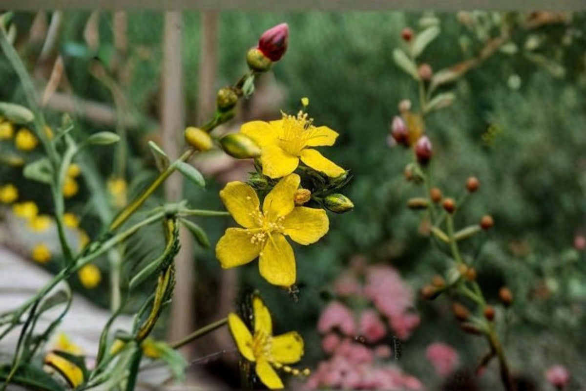 Dotted St. John’s Wort Seeds: Hypericum Punctatum, Native Wildflower