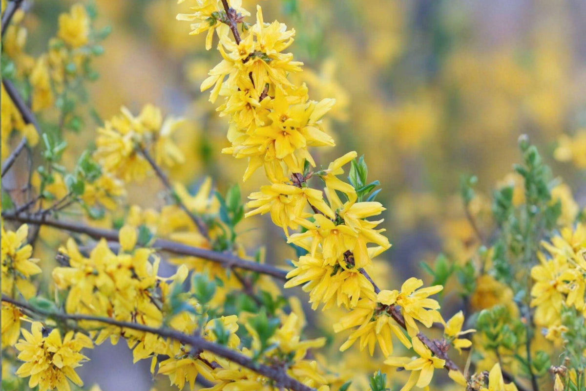 10 Weeping Forsythia Seeds – Golden Bell Ornamental Shrub