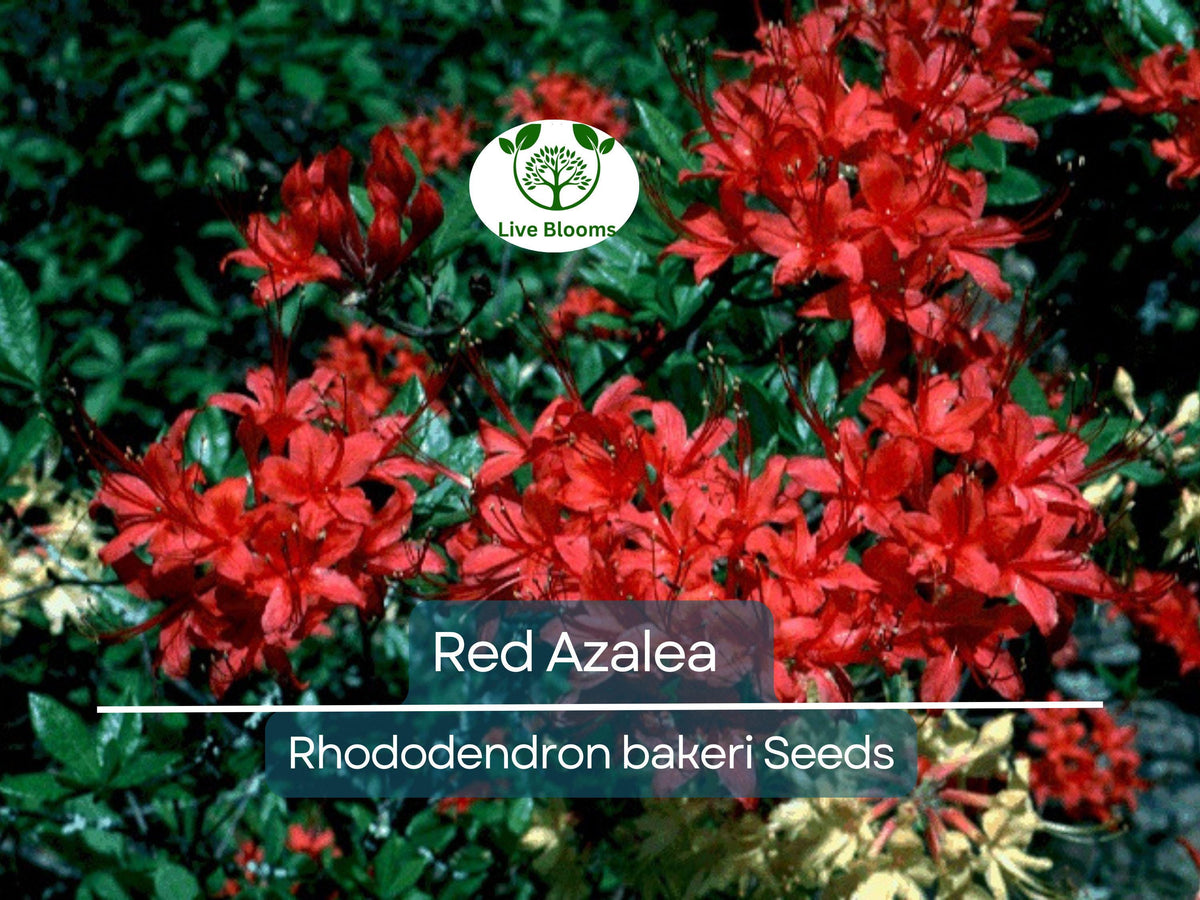 Ocean Spray Bush Seeds - 50 Seeds - Cream Flowering Plant - Holodiscus discolor - Native for Gardens & Landscaping