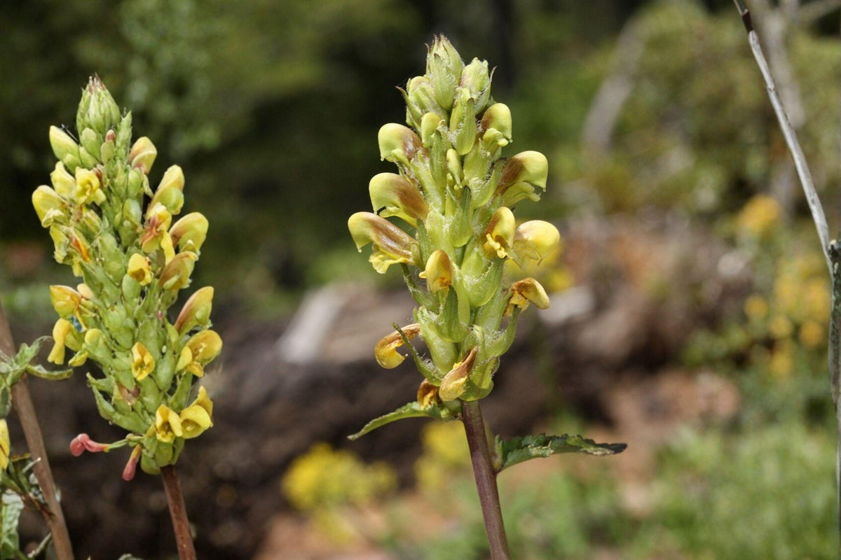 100 Giant Lousewort Seeds – Pedicularis procera – Rare Wildflower – Native Perennial – Moist Meadow Plant