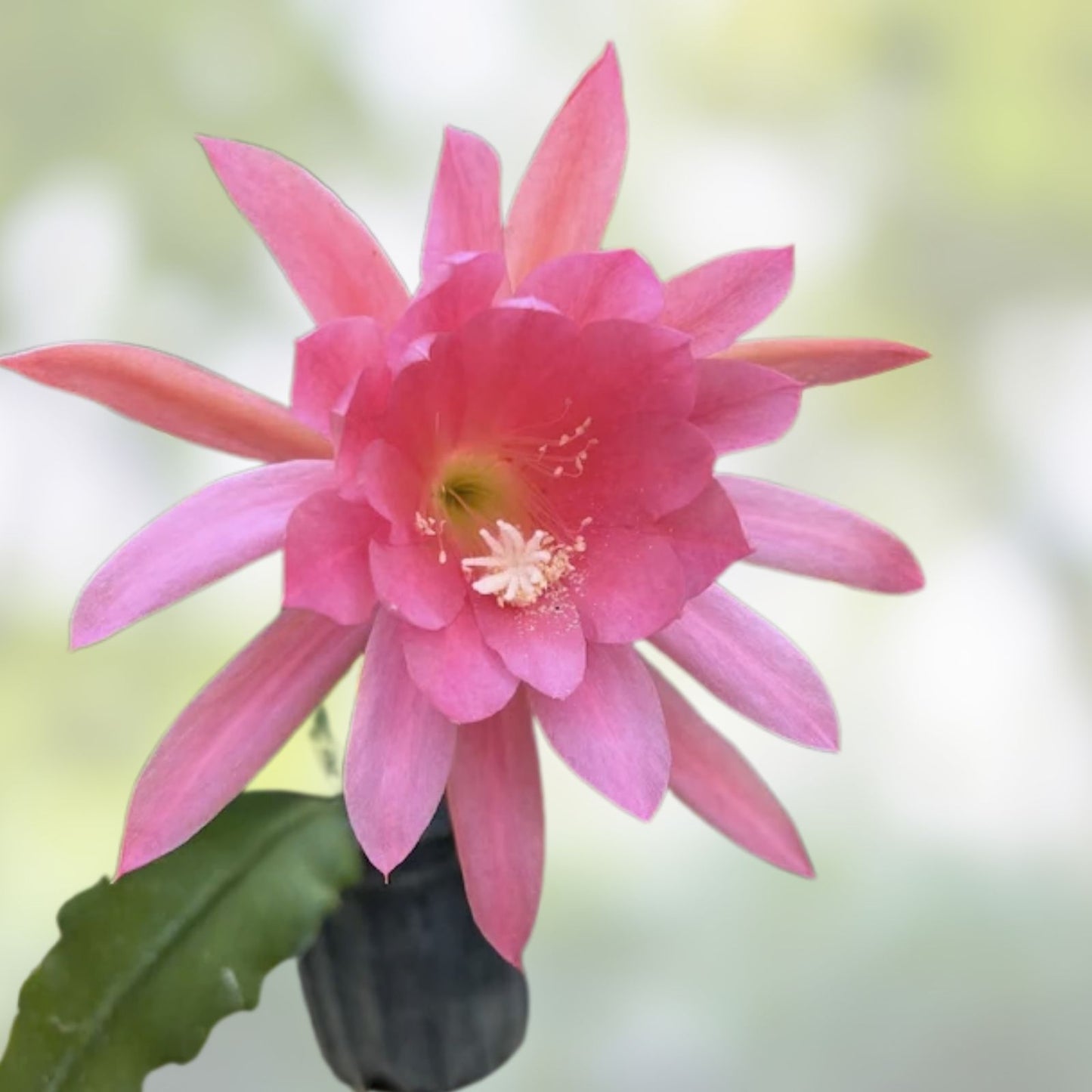 Epiphyllum Orchid Cactus Cutting 6-10 inches | Indoor Succulent Plant | Epiphyllum spp. Houseplant | Live Starter Plant