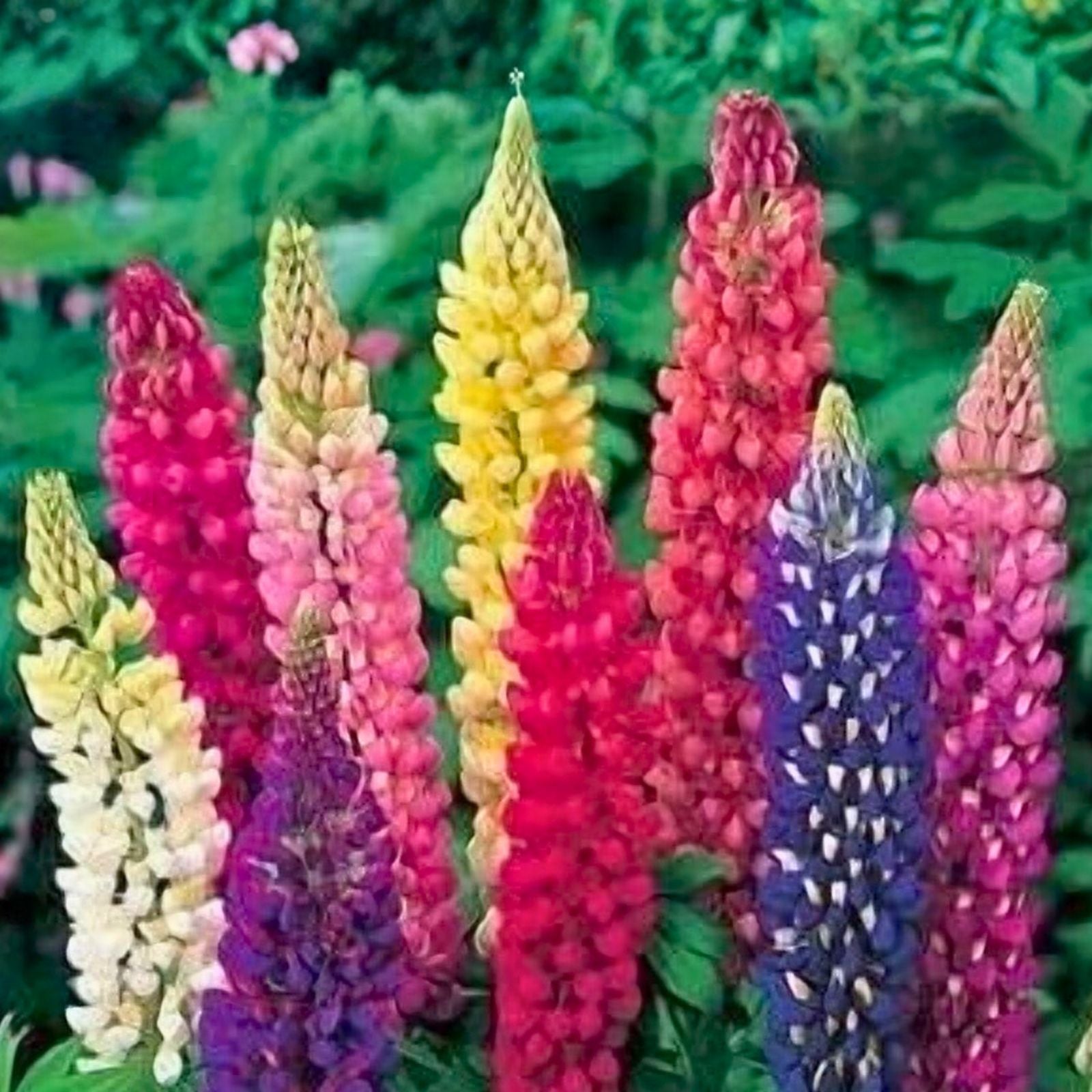Arroyo Lupine Seeds 500 Count Purple Flowers Wildflower Seeds for Garden Landscaping, Live Plant, Cutting, Bare Root, Starter Plant