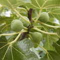 Fig Cuttings 6 Pack Conadria Ficus carica Live Plant for Home Gardening Propagation Bare Root Starter Plant