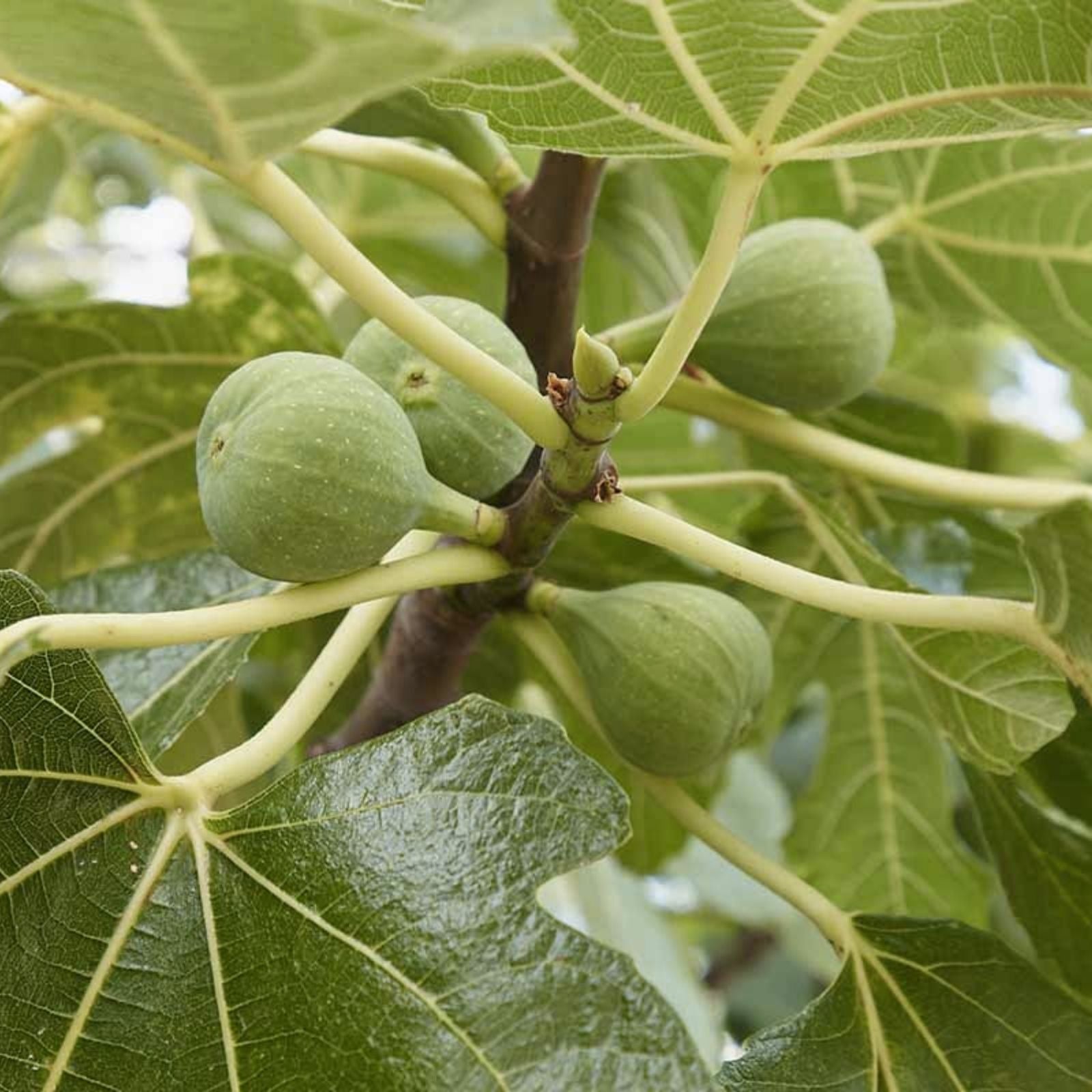 Fig Cuttings 6 Pack Conadria Ficus carica Live Plant for Home Gardening Propagation Bare Root Starter Plant