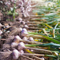 Spanish White Onion Seeds Heirloom Allium cepa Cooking Starter Plant Sweet Flavor 25+ Seeds