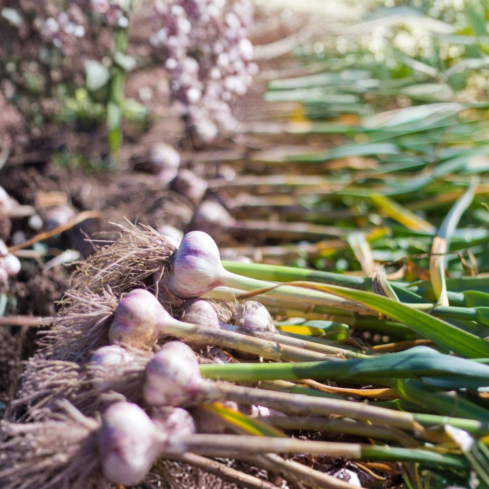 Spanish White Onion Seeds Heirloom Allium cepa Cooking Starter Plant Sweet Flavor 25+ Seeds