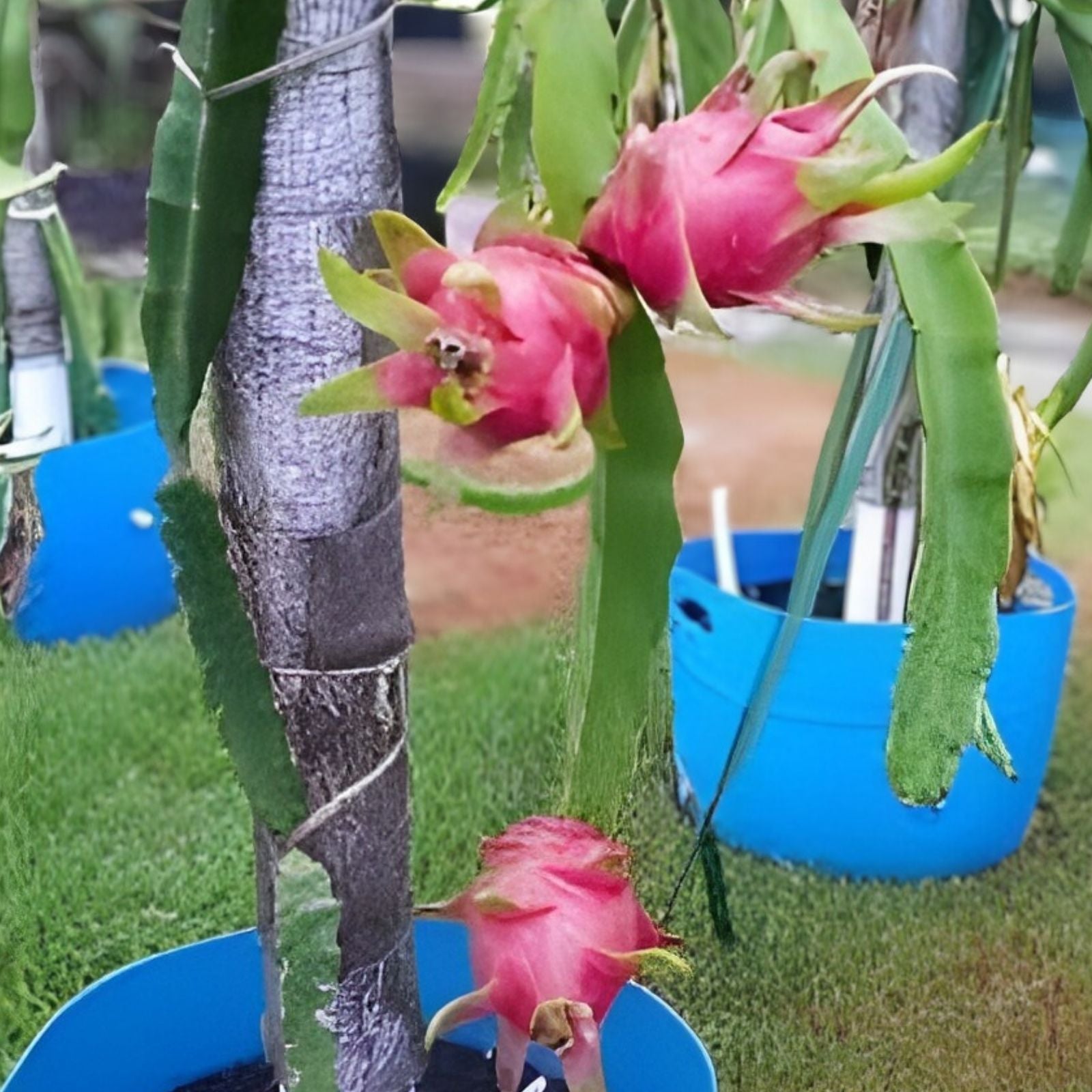 Rooted Vietnamese Dragon Fruit Plant Hylocereus undatus White Flesh Pitaya Edible Fruit Starter Plant