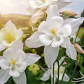 Begonia Flower Bulb Mix 10 Bulbs Colorful Varieties Begonia x tuberhybrida Garden Outdoor Plants Fast Growing