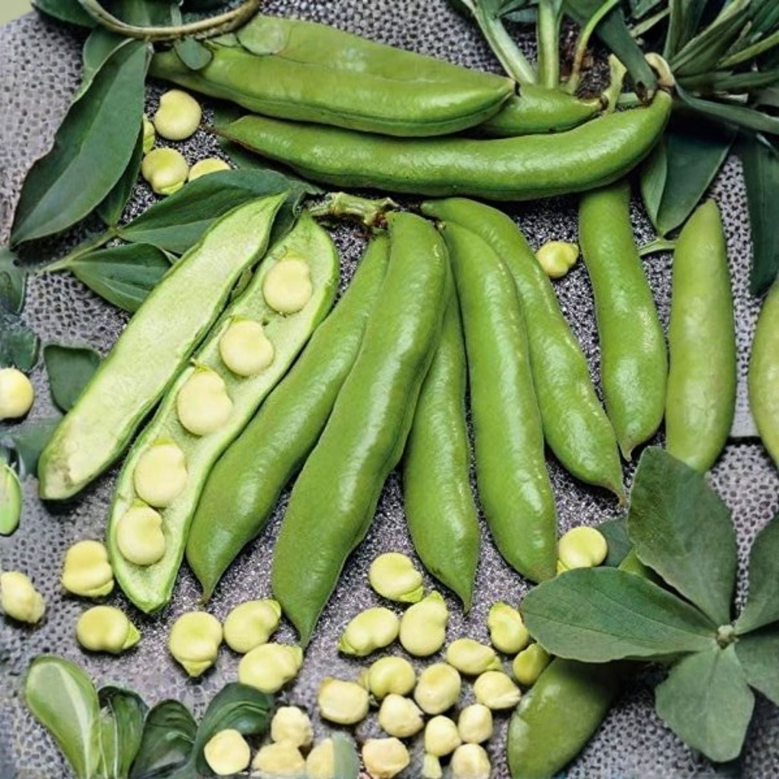 Aguadulce Fava Bean Seeds 25 Count Non-GMO Organic Edible Legumes Vicia faba Starter Plants