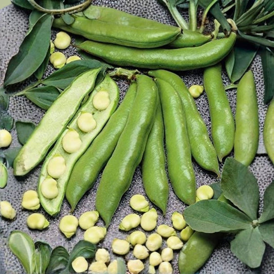Aguadulce Fava Bean Seeds 25 Count Non-GMO Organic Edible Legumes Vicia faba Starter Plants