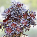 Black Rose Succulent Cutting, Deep Purple Aeonium Arboreum Zwartkopf, Live Houseplant, Garden, Indoor Plant, Starter, Rare Succulent