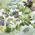 Assorted Succulent Cuttings 35 Varieties Live Plants Indoor Outdoor Decor Starter Plants Free Shipping