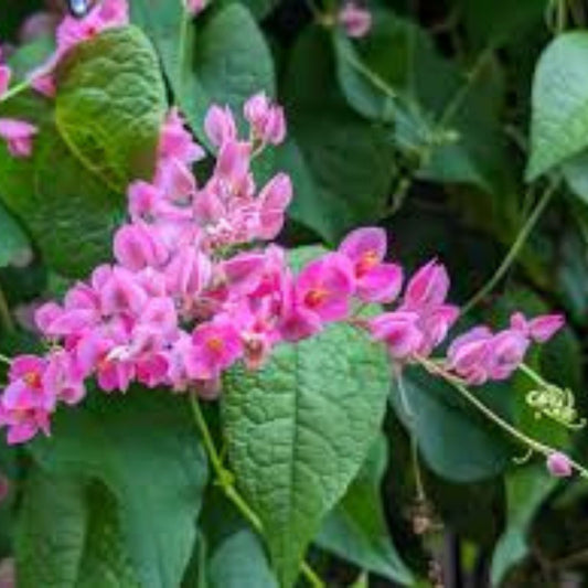 Mexican Creeper Vine Plant Cutting | Pink Flowers | Antigonon leptopus | Live Privacy Cover & Pollinator Garden Plant