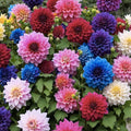 Mixed Peony Ranunculus Bulbs - 3 Large Flowering Bulbs for Garden, Fast Growing, Ships from Iowa, USA