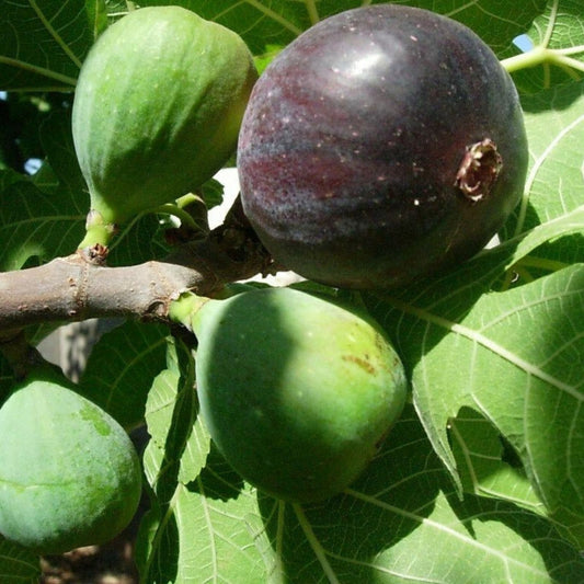 Live Fig Tree Cuttings 5pcs – Ficus carica Hardy Sweet Varieties – Houseplant, Starter Plant, Bare Root, Live Plant