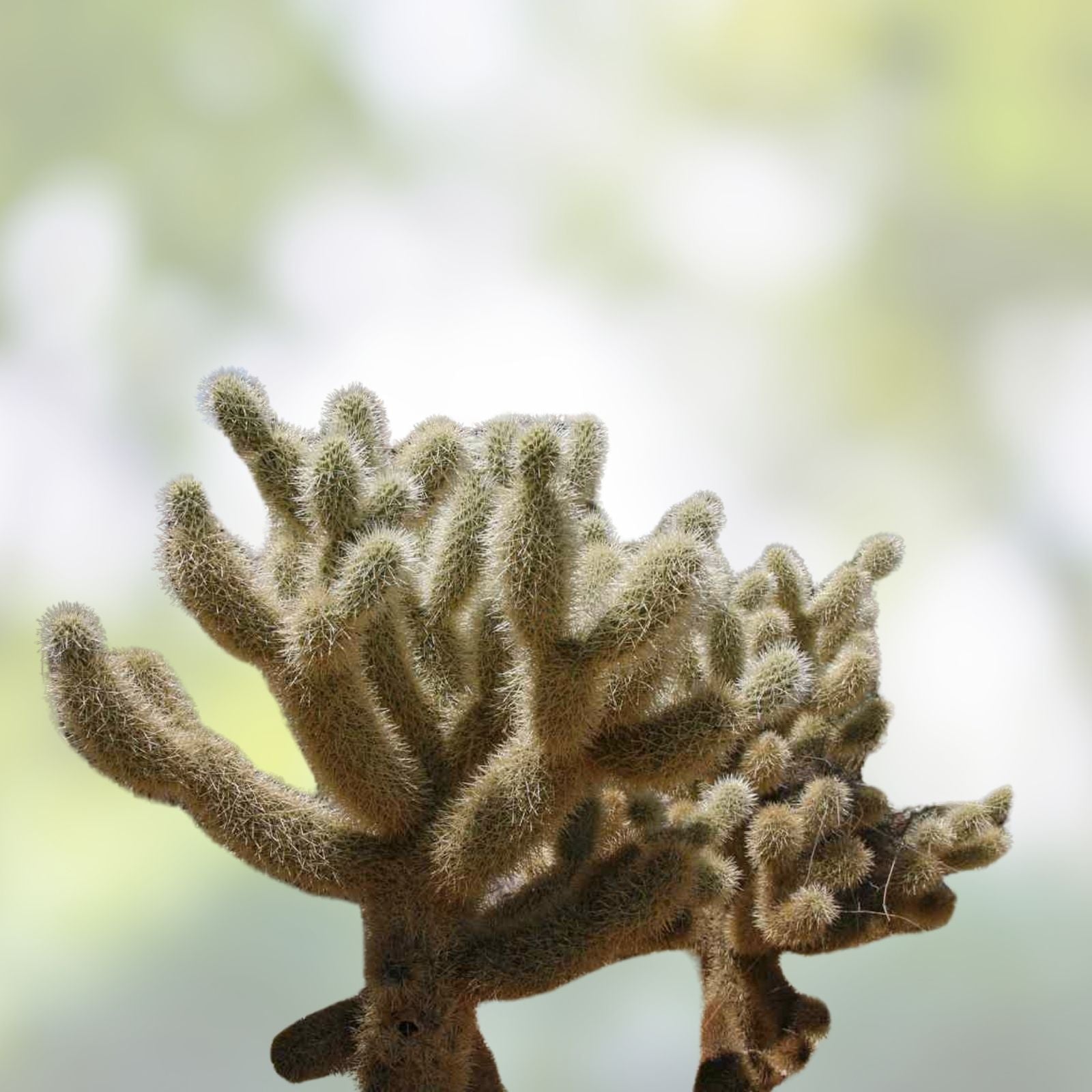 Red Teddy Bear Cholla Cactus Cuttings Cylindropuntia campii Drought-Resistant Succulent Plant Live Starter Plant