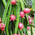 Dragon Fruit Cutting Hylocereus undatus Edible Cactus Plant Starter Live Plant Houseplant
