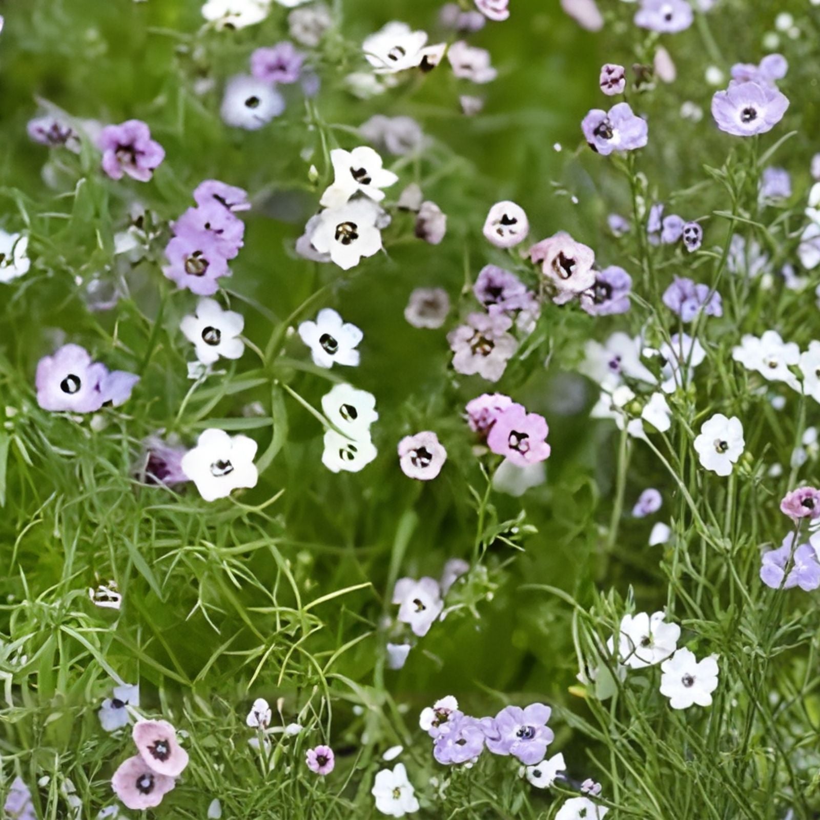 Candytuft Seeds Dwarf Fairy Mix Live Plant for Borders Rock Gardens Pink Lavender White Flowers Iberis umbellata