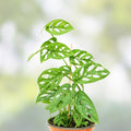 Swiss Cheese Monstera Cutting - Indoor Houseplant, Monstera adansonii, Unique Leaf Pattern, Easy Care, Live Plant, Starter Plant