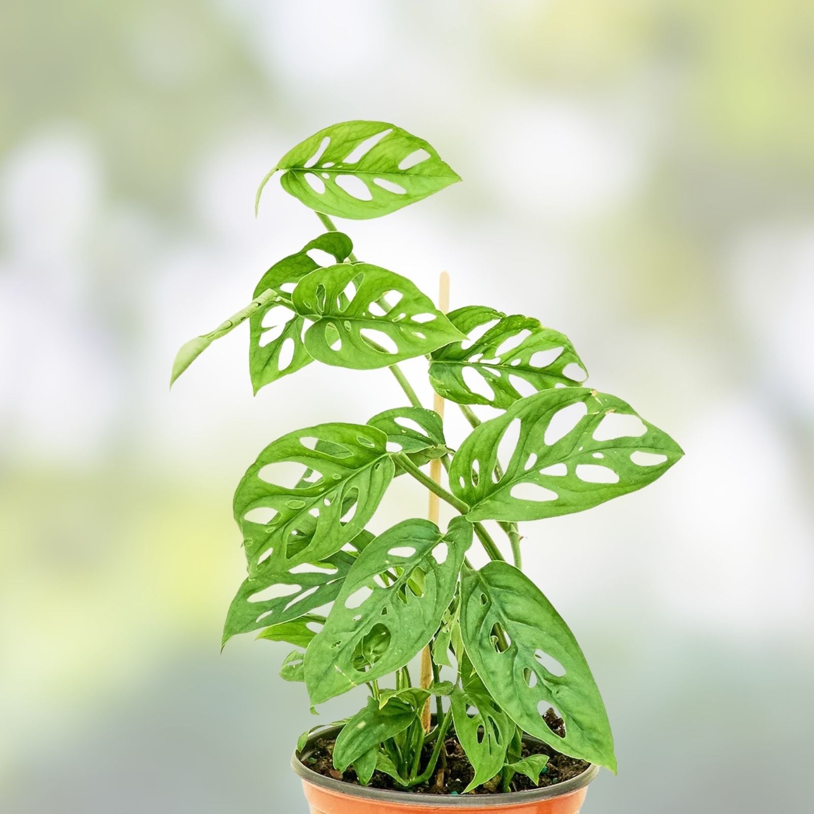 Swiss Cheese Monstera Cutting - Indoor Houseplant, Monstera adansonii, Unique Leaf Pattern, Easy Care, Live Plant, Starter Plant