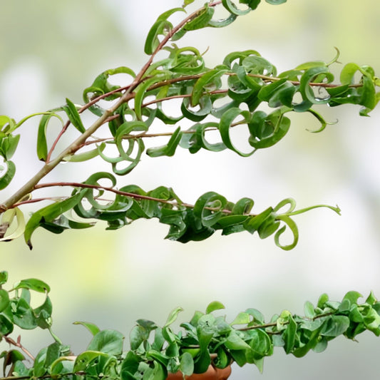 Green Curly Willow Tree Cuttings - Salix babylonica 'Crispa' Live Starter Plants with Curly Branches and Leaves