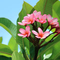 Pink Plumeria Cutting 6-8 Inches Tropical Frangipani Live Plant Hawaiian Flowering Houseplant