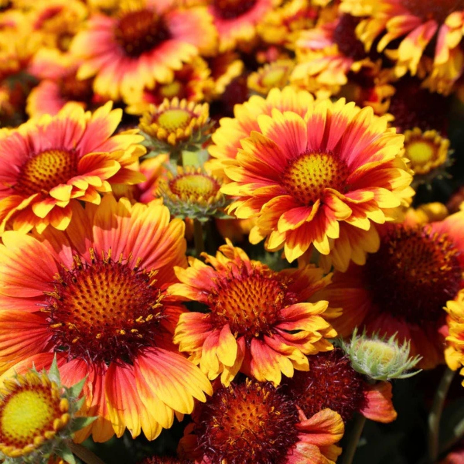 Arizona Sun Blanket Flower Seeds 100 Count Gaillardia aristata Perennial Bright Large Blooms Live Plant Cutting