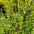 Rosemary Clippings 10 Fresh Cuttings - Rosmarinus officinalis Herb for Cooking and Gardening - Fast Shipping
