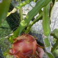 Rare Dragon Fruit Cutting Hylocereus Undatus 8-12in Live Plant Exotic Cactus for Home Garden