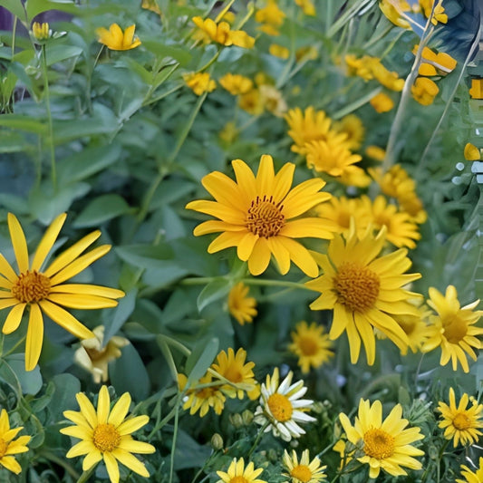 Mexican Sunflower Live Cuttings Tithonia Diversifolia 15 Starter Plants for Gardening Landscaping